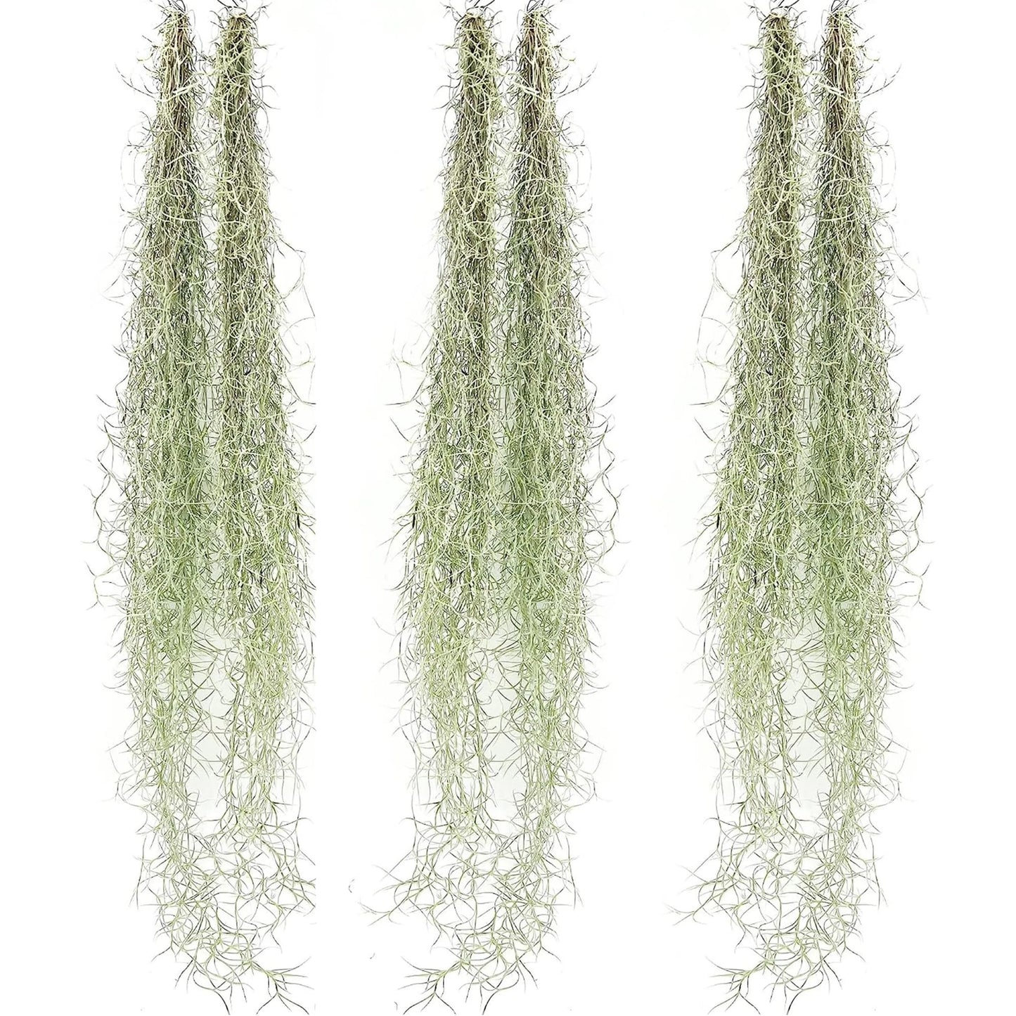 Tillandsia Usneoides ‘Thick-Colombian Spanish Moss’ - ragnaroc Indoor Tropical Plant 16” / 3 oz - Live Arrival Guaranteed - Live Air Plant & House Plants for Home Decor & Gift