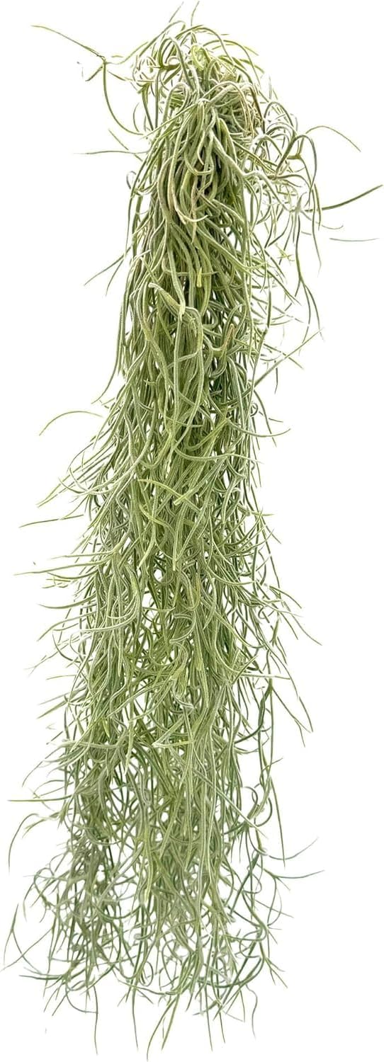 Tillandsia Usneoides ‘Thick-Colombian Spanish Moss’ - ragnaroc Indoor Tropical Plant 16” / 3 oz - Live Arrival Guaranteed - Live Air Plant & House Plants for Home Decor & Gift