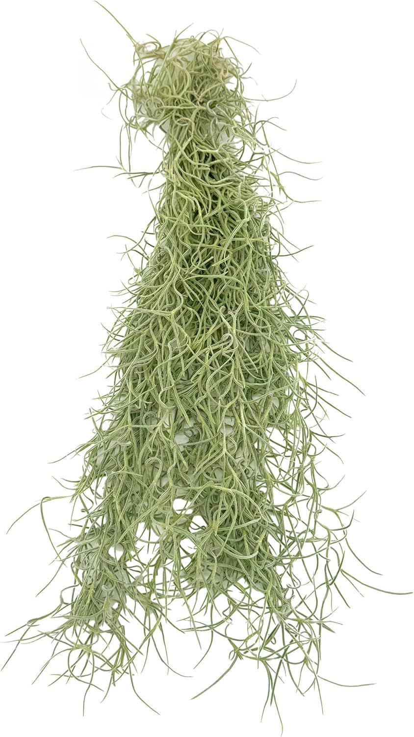 Tillandsia Usneoides ‘Thick-Colombian Spanish Moss’ - ragnaroc Indoor Tropical Plant 16” / 3 oz - Live Arrival Guaranteed - Live Air Plant & House Plants for Home Decor & Gift
