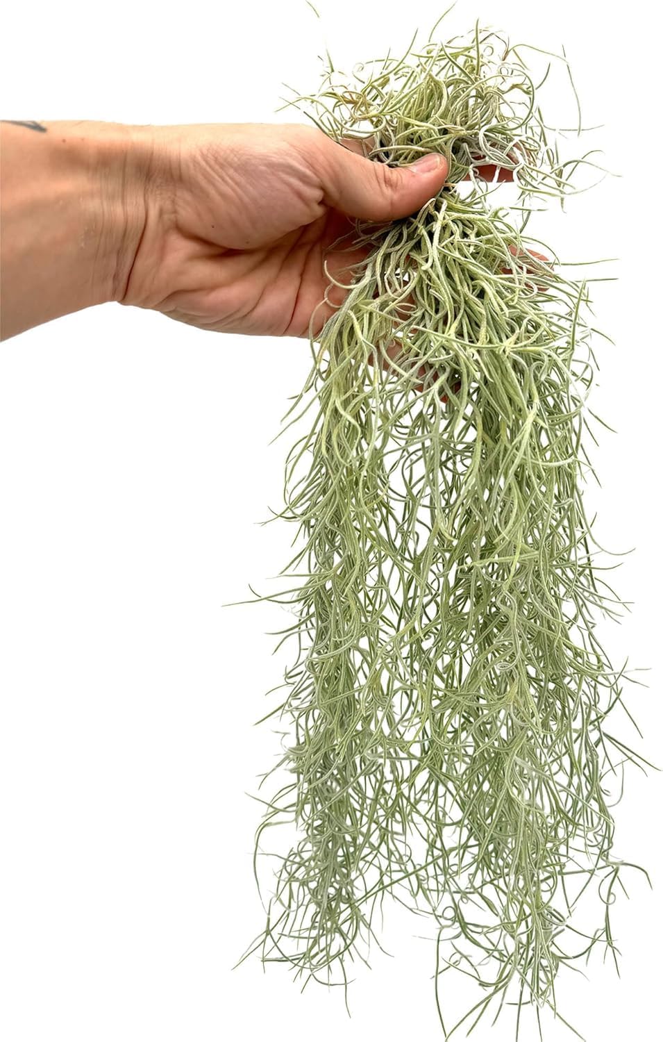 Tillandsia Usneoides ‘Thick-Colombian Spanish Moss’ - ragnaroc Indoor Tropical Plant 16” / 3 oz - Live Arrival Guaranteed - Live Air Plant & House Plants for Home Decor & Gift