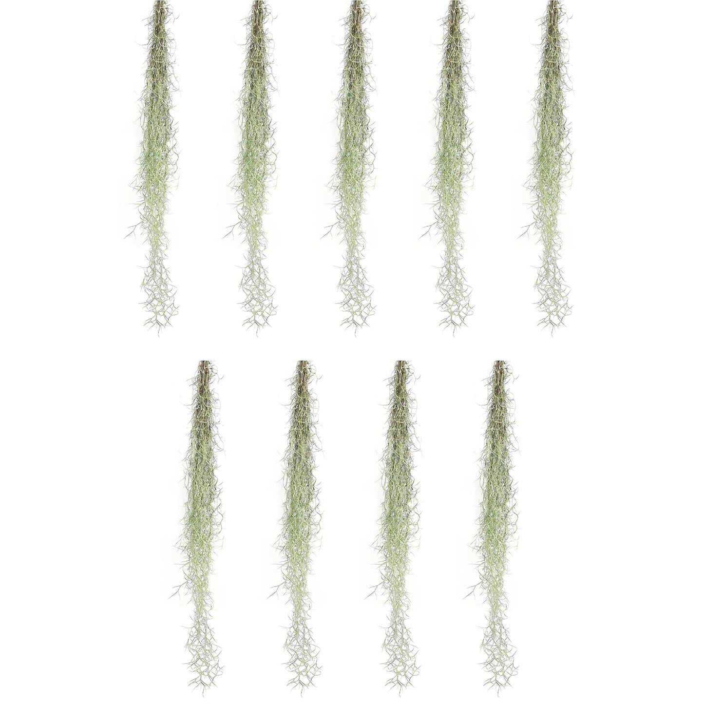 Tillandsia Usneoides ‘Thick-Colombian Spanish Moss’ - ragnaroc Indoor Tropical Plant 16” / 3 oz - Live Arrival Guaranteed - Live Air Plant & House Plants for Home Decor & Gift