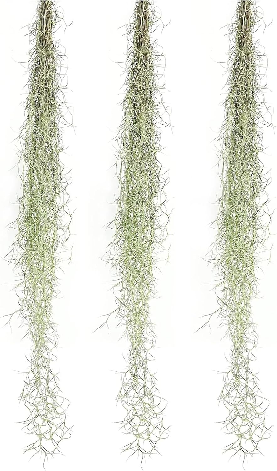 Tillandsia Usneoides ‘Thick-Colombian Spanish Moss’ - ragnaroc Indoor Tropical Plant 16” / 3 oz - Live Arrival Guaranteed - Live Air Plant & House Plants for Home Decor & Gift
