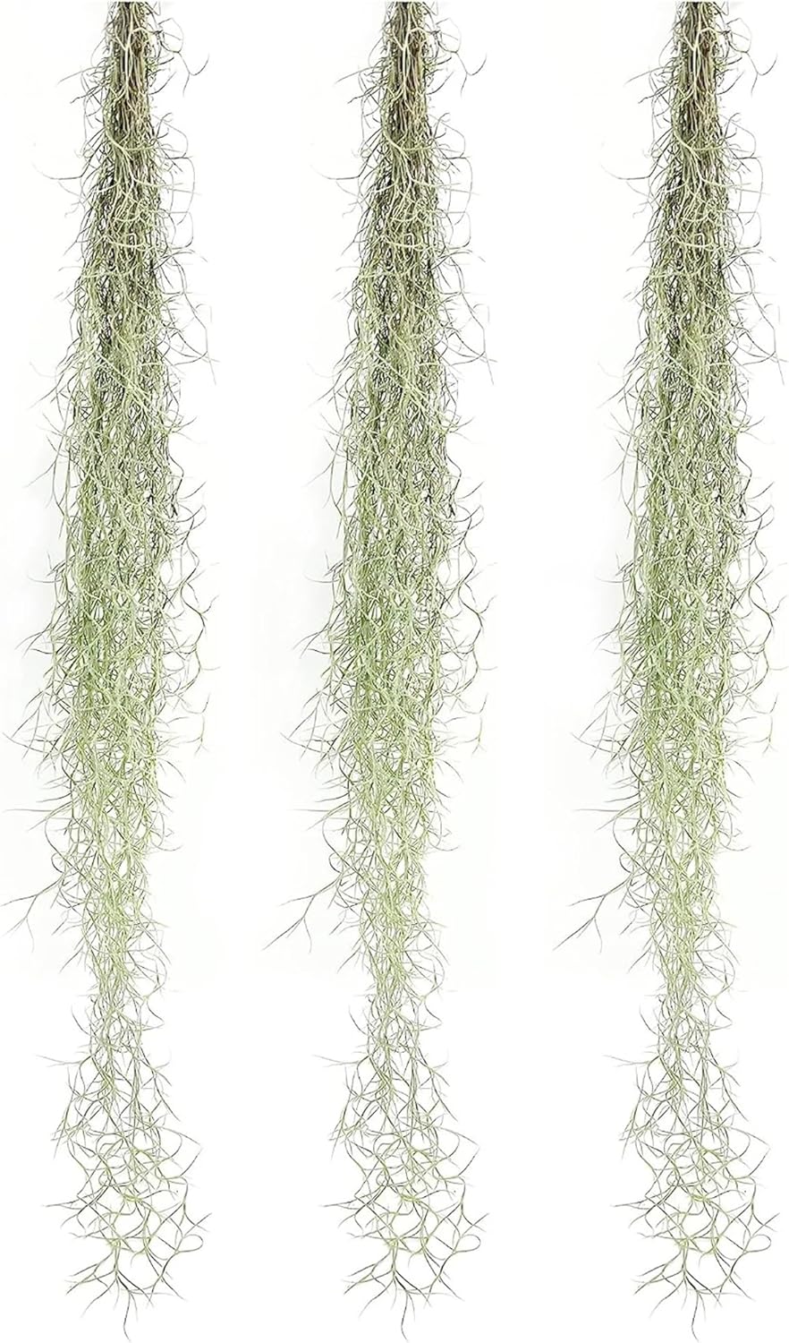 Tillandsia Usneoides ‘Thick-Colombian Spanish Moss’ - ragnaroc Indoor Tropical Plant 16” / 3 oz - Live Arrival Guaranteed - Live Air Plant & House Plants for Home Decor & Gift