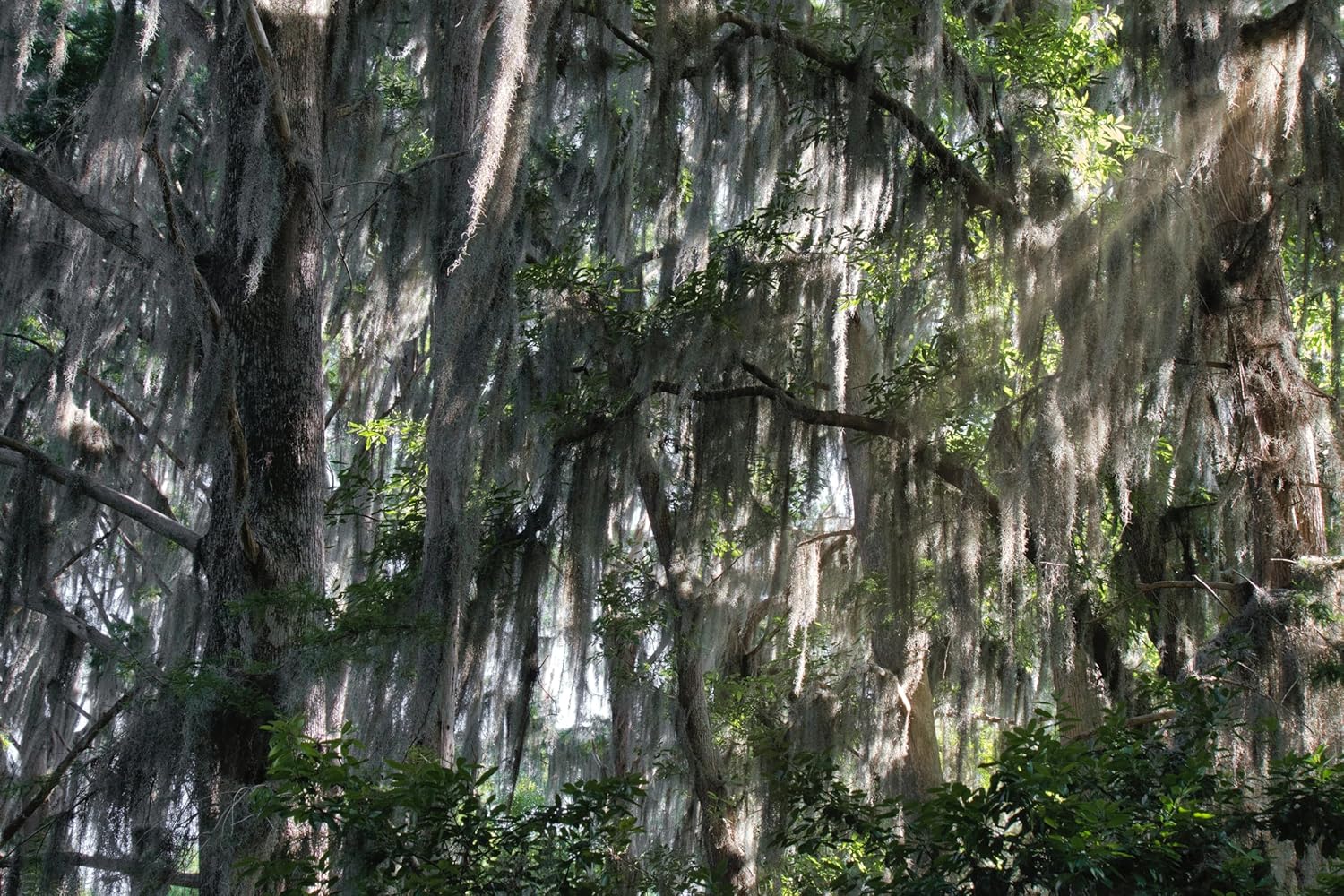 Tillandsia Usneoides ‘Thick-Colombian Spanish Moss’ - ragnaroc Indoor Tropical Plant 16” / 3 oz - Live Arrival Guaranteed - Live Air Plant & House Plants for Home Decor & Gift