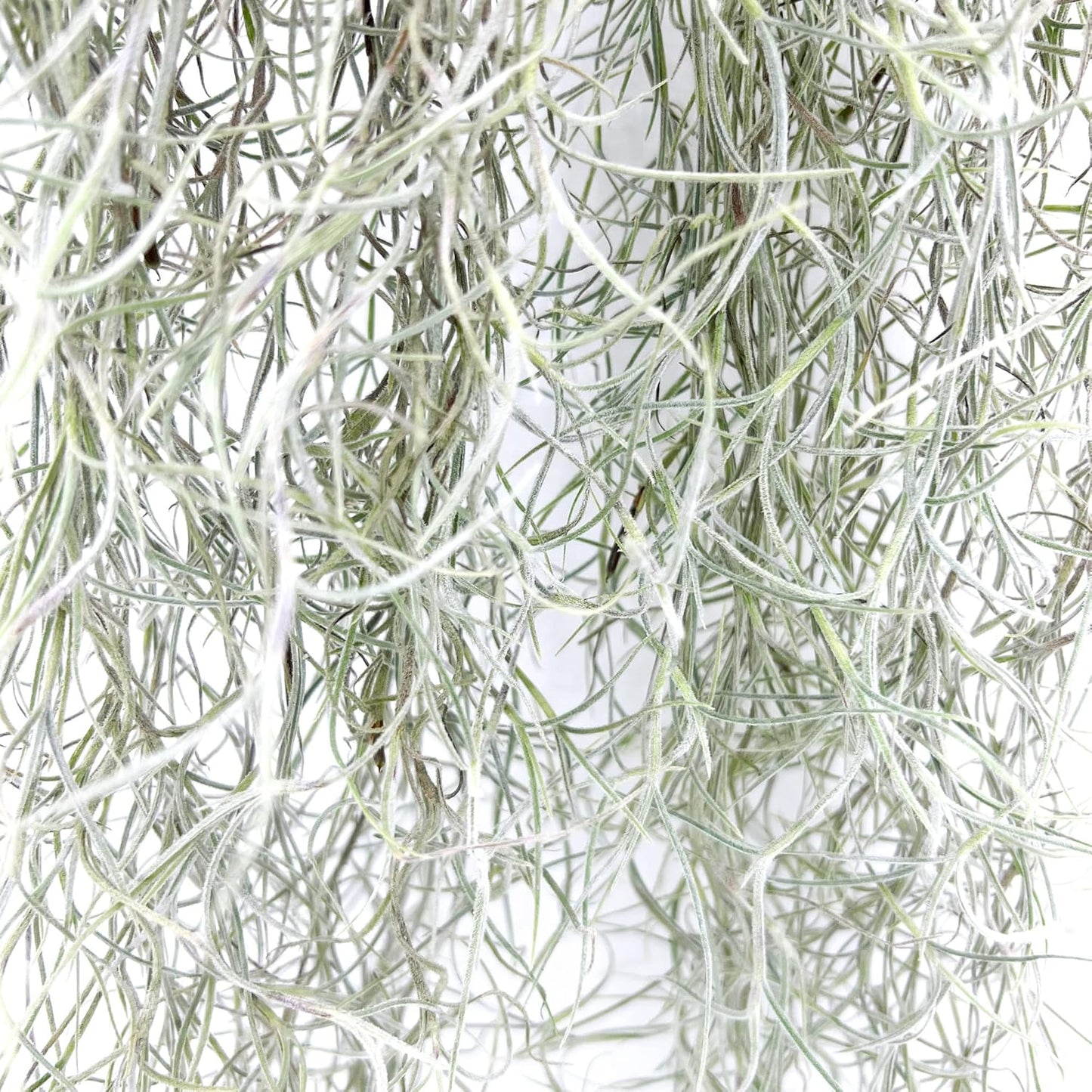 Tillandsia Usneoides ‘Thick-Colombian Spanish Moss’ - ragnaroc Indoor Tropical Plant 16” / 3 oz - Live Arrival Guaranteed - Live Air Plant & House Plants for Home Decor & Gift