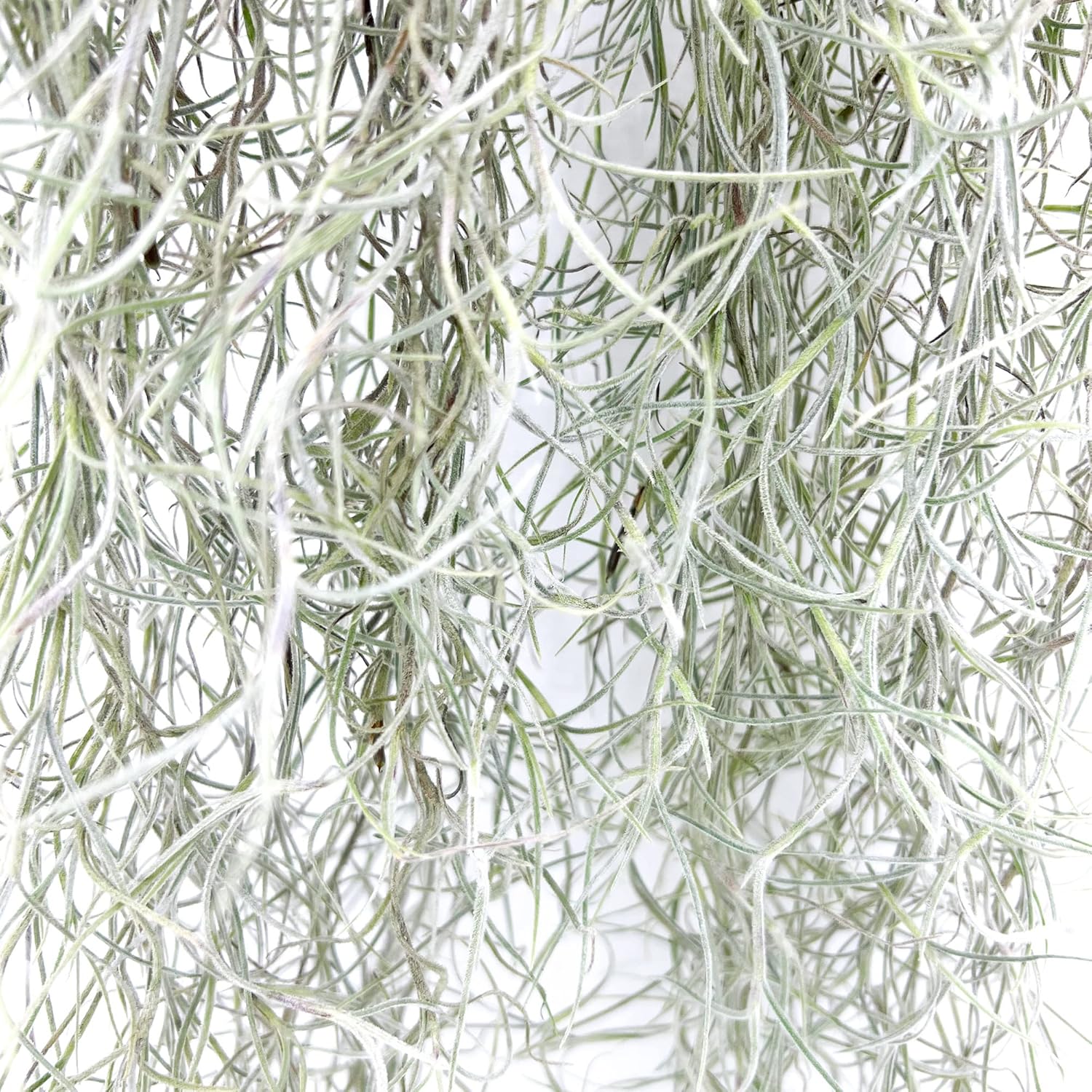 Tillandsia Usneoides ‘Thick-Colombian Spanish Moss’ - ragnaroc Indoor Tropical Plant 16” / 3 oz - Live Arrival Guaranteed - Live Air Plant & House Plants for Home Decor & Gift