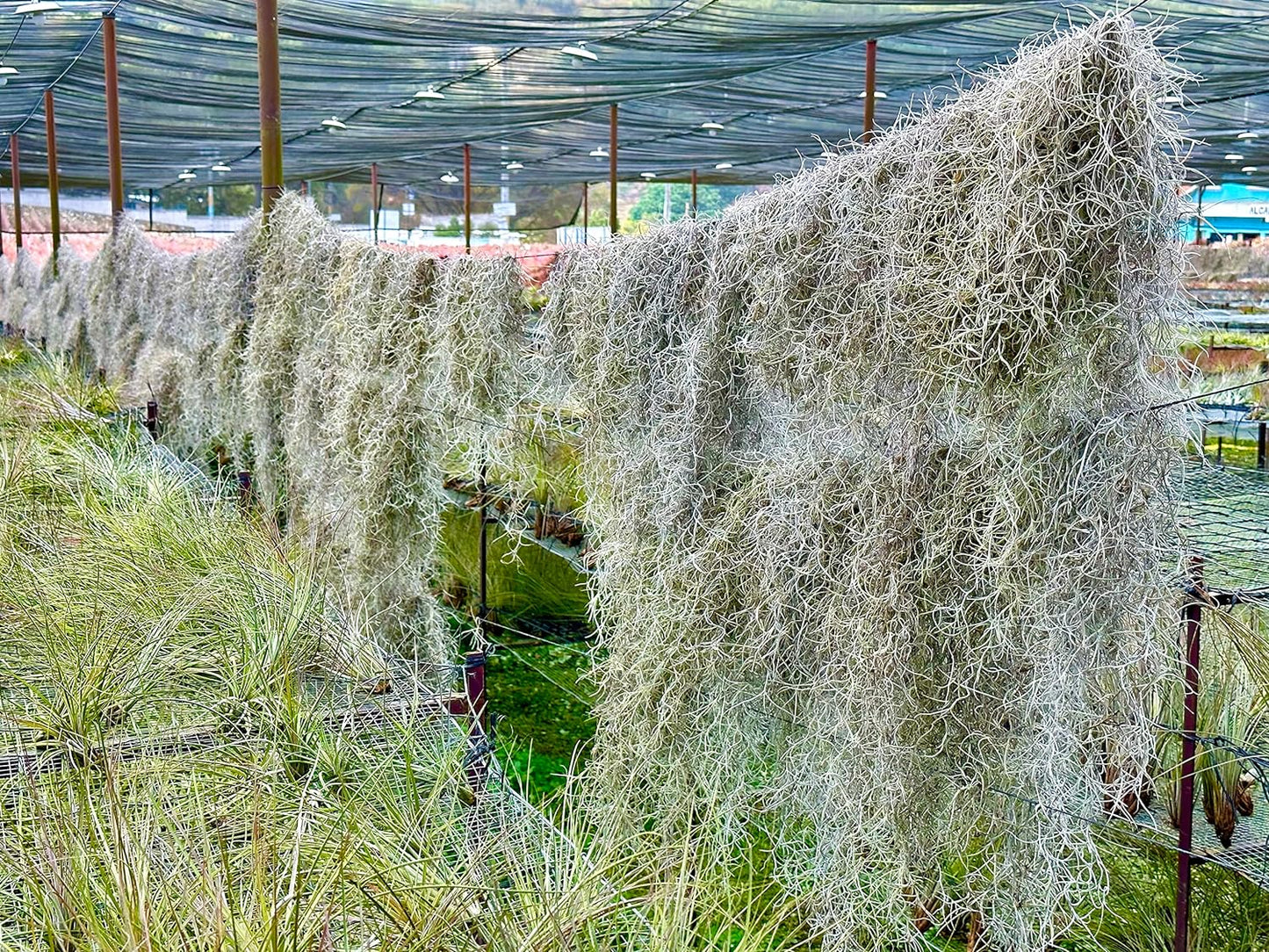 Tillandsia Usneoides ‘Thick-Colombian Spanish Moss’ - ragnaroc Indoor Tropical Plant 16” / 3 oz - Live Arrival Guaranteed - Live Air Plant & House Plants for Home Decor & Gift