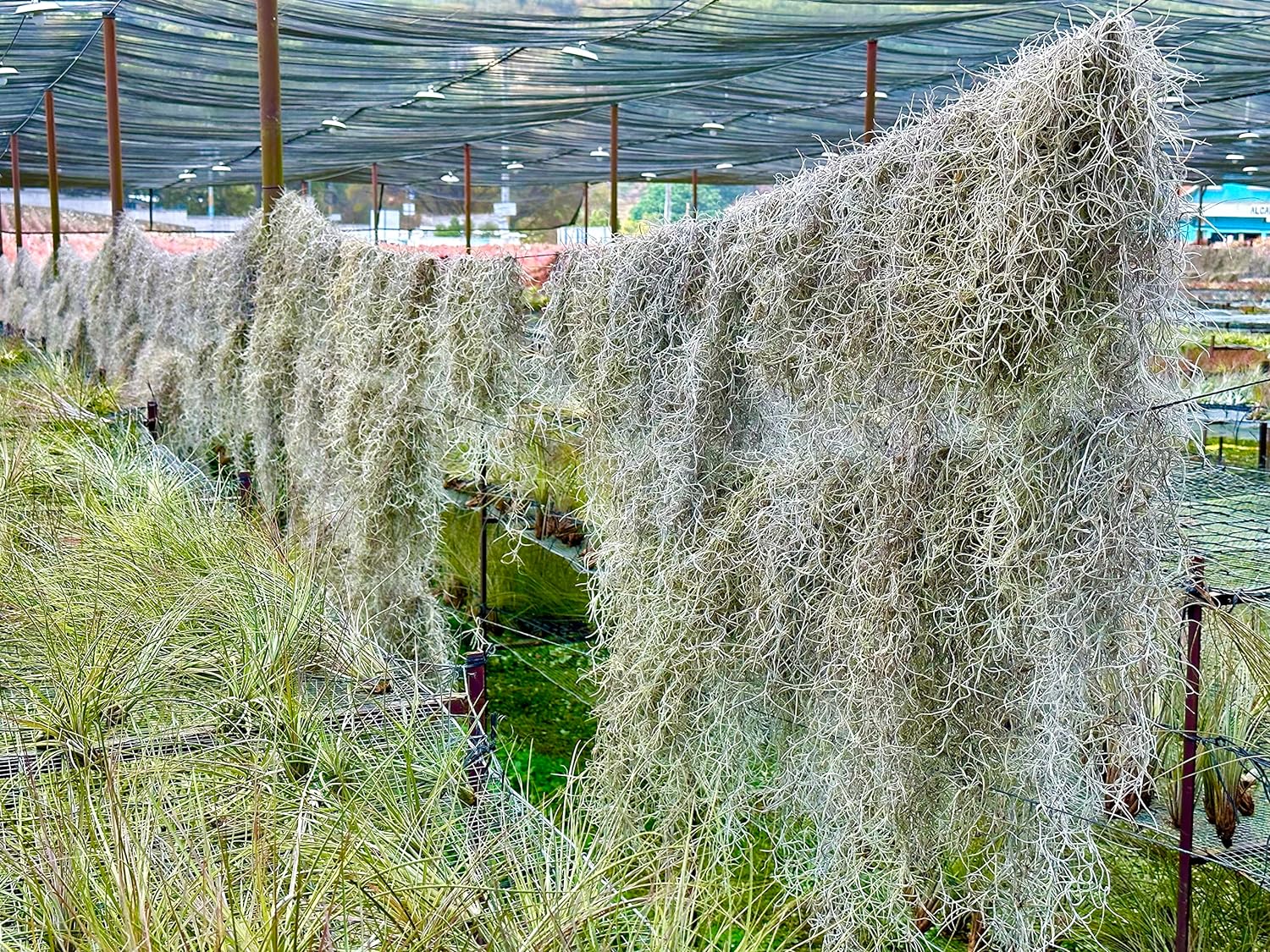 Tillandsia Usneoides ‘Thick-Colombian Spanish Moss’ - ragnaroc Indoor Tropical Plant 16” / 3 oz - Live Arrival Guaranteed - Live Air Plant & House Plants for Home Decor & Gift